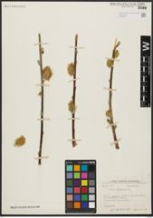 Foto von Salix aegyptiaca L.